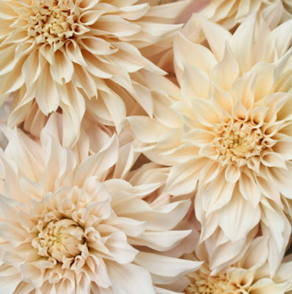 Meet your Posher, Gloriel